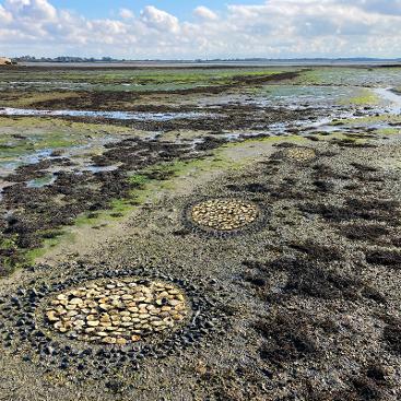 Mark Antony Haden Ford, land art, sculpture, willow, environmental art, sculpture, chichester museum